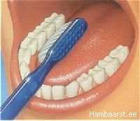 Harjamist alustatakse keelepoolsest küljest